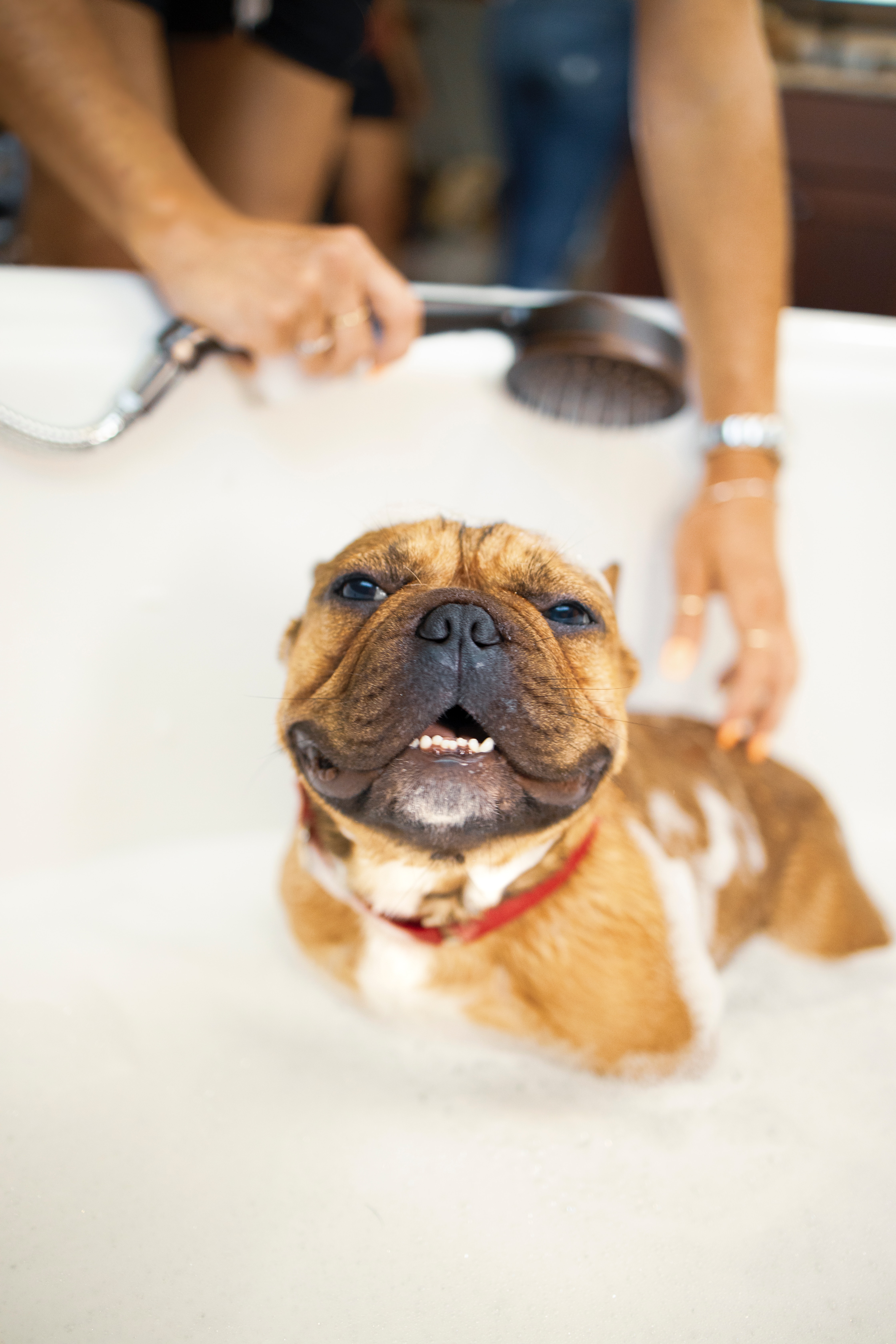 Imagen perro en la bañera